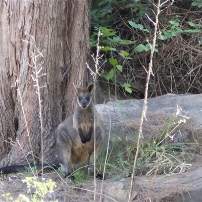 Wallabia bicolor (Swamp Wallaby) at Greenway, ACT - 29 Dec 2024 by MB