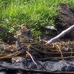 Gallinago hardwickii (Latham's Snipe) at Barton, ACT - 30 Dec 2024 by MB