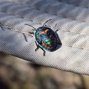 Scutelleridae (family) (Jewel bug, metallic shield bug) at Kambah, ACT by MB