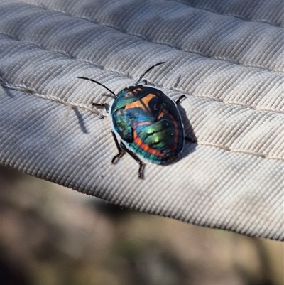 Scutelleridae (family) (Jewel bug, metallic shield bug) at Kambah, ACT - 29 Dec 2024 by MB