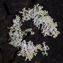 Unidentified Lichen at Bemboka, NSW - 17 Jan 2024 by AlisonMilton