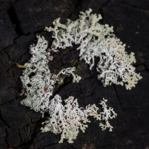 Unidentified Lichen at Bemboka, NSW by AlisonMilton