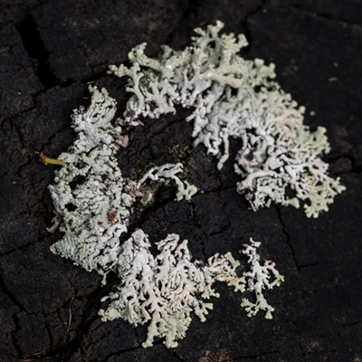 Unverified Lichen at Bemboka, NSW - 18 Jan 2024 by AlisonMilton