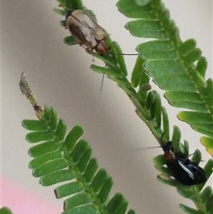 Monolepta sp. (genus) at Manar, NSW by clarehoneydove