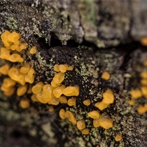 Heterotextus peziziformis at Bemboka, NSW by AlisonMilton