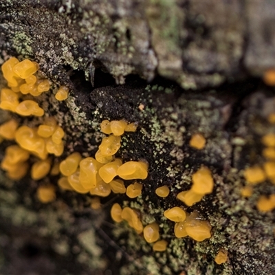 Heterotextus peziziformis at Bemboka, NSW - 18 Jan 2024 by AlisonMilton