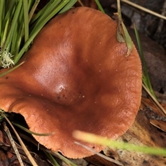 Lactarius eucalypti at Bemboka, NSW - 17 Jan 2024 by AlisonMilton