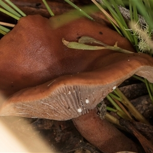 Lactarius eucalypti at Bemboka, NSW - 18 Jan 2024