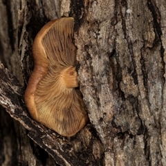 Unidentified Cap on a stem; gills below cap [mushrooms or mushroom-like] at Bemboka, NSW - 17 Jan 2024 by AlisonMilton