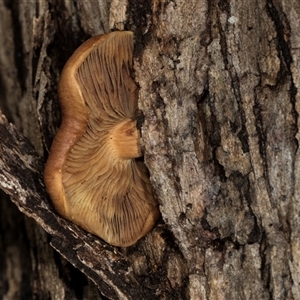 Unidentified Cap on a stem; gills below cap [mushrooms or mushroom-like] at Bemboka, NSW by AlisonMilton