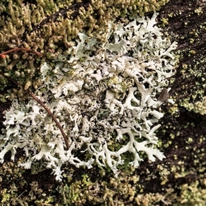 Unidentified Lichen at Bemboka, NSW by AlisonMilton