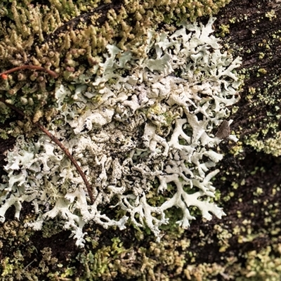 Unverified Lichen at Bemboka, NSW - 18 Jan 2024 by AlisonMilton