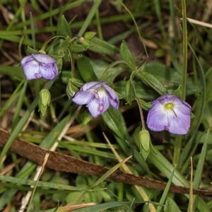 Veronica gracilis at Bemboka, NSW - 18 Jan 2024