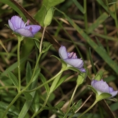 Veronica gracilis at Bemboka, NSW - 18 Jan 2024 09:07 AM