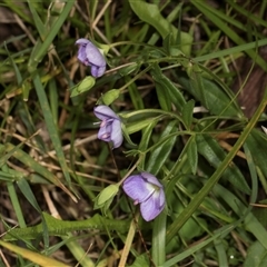 Veronica gracilis at Bemboka, NSW - 18 Jan 2024 09:07 AM