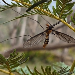 Leptotarsus (Leptotarsus) clavatus (A crane fly) at Monga, NSW - 28 Nov 2024 by clarehoneydove