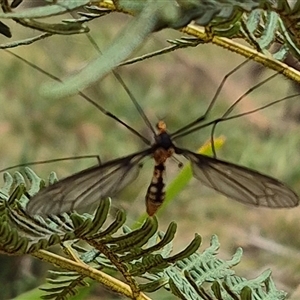 Leptotarsus (Leptotarsus) clavatus at Monga, NSW - 28 Nov 2024