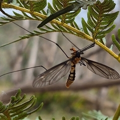 Leptotarsus (Leptotarsus) clavatus at Monga, NSW - 28 Nov 2024