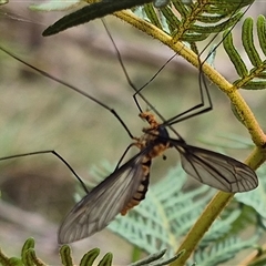 Leptotarsus (Leptotarsus) clavatus at Monga, NSW - 28 Nov 2024