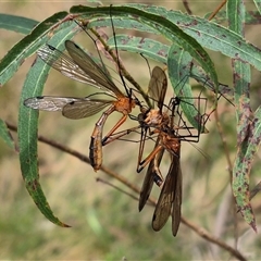 Harpobittacus australis (Hangingfly) at Monga, NSW - 27 Nov 2024 by clarehoneydove