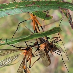 Harpobittacus australis at Monga, NSW - 28 Nov 2024