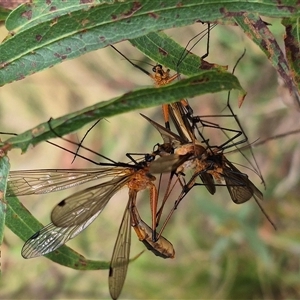 Harpobittacus australis at Monga, NSW - 28 Nov 2024