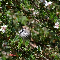 Acanthiza pusilla (Brown Thornbill) at Thredbo, NSW - 27 Dec 2024 by regeraghty