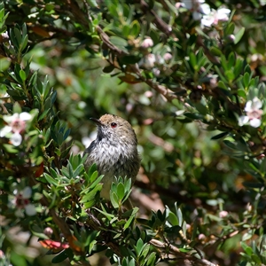 Acanthiza pusilla at Thredbo, NSW - 27 Dec 2024