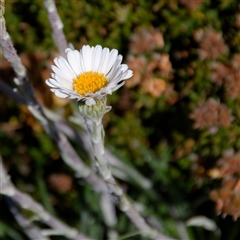 Celmisia sp. (Snow Daisy) at Thredbo, NSW - 27 Dec 2024 by regeraghty