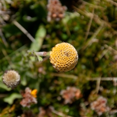 Craspedia sp. (Billy Buttons) at Thredbo, NSW - 27 Dec 2024 by regeraghty