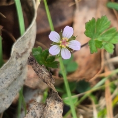 Geranium potentilloides at Monga, NSW - 27 Nov 2024 by clarehoneydove