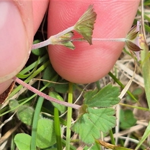 Geranium potentilloides at Monga, NSW - 28 Nov 2024 10:31 AM