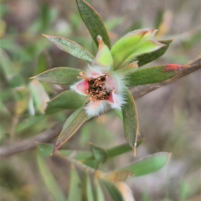 Leptospermum sp. at Monga, NSW - 28 Nov 2024 by clarehoneydove