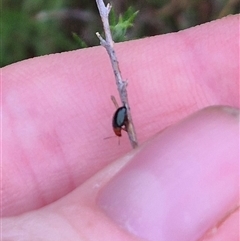 Nisotra sp. (genus) at Bungendore, NSW - 29 Nov 2024