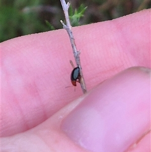 Nisotra sp. (genus) at Bungendore, NSW - 29 Nov 2024