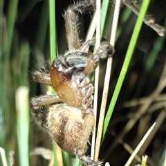 Neosparassus calligaster (Beautiful Badge Huntsman) at Bungendore, NSW - 30 Nov 2024 by clarehoneydove