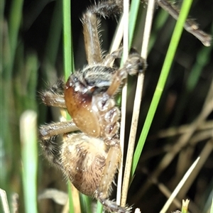 Neosparassus calligaster (Beautiful Badge Huntsman) at Bungendore, NSW by clarehoneydove