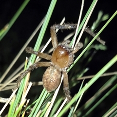 Neosparassus calligaster at Bungendore, NSW - suppressed