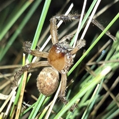Neosparassus calligaster at Bungendore, NSW - suppressed