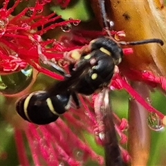 Eumeninae (subfamily) (Unidentified Potter wasp) at Bungendore, NSW - 30 Nov 2024 by clarehoneydove