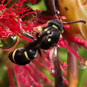 Eumeninae (subfamily) at Bungendore, NSW - 1 Dec 2024