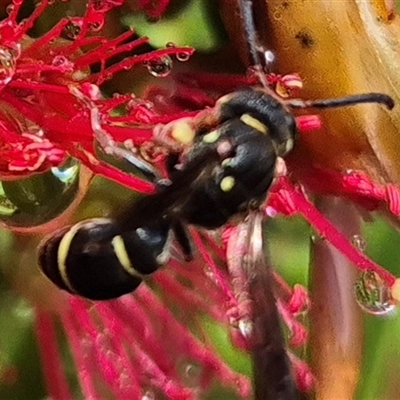 Eumeninae (subfamily) (Unidentified Potter wasp) at Bungendore, NSW - 30 Nov 2024 by clarehoneydove