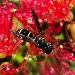 Eumeninae (subfamily) at Bungendore, NSW - 1 Dec 2024