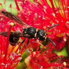 Eumeninae (subfamily) at Bungendore, NSW - 1 Dec 2024