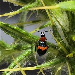Dicranolaius cinctus (Notched-leg Red & Blue Flower Beetle) at Bungendore, NSW - 1 Dec 2024 by clarehoneydove