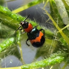 Dicranolaius bellulus at Bungendore, NSW - 1 Dec 2024