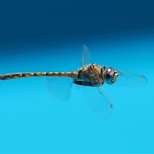 Hemicordulia tau (Tau Emerald) at Parkes, ACT by TimL