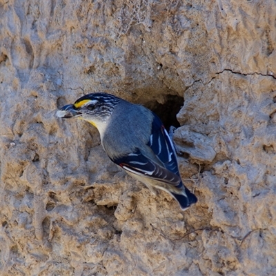 Pardalotus striatus (Striated Pardalote) at Chakola, NSW - 7 Nov 2015 by AlisonMilton