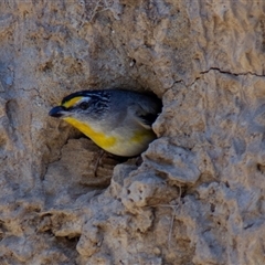 Pardalotus striatus at Chakola, NSW - 7 Nov 2015