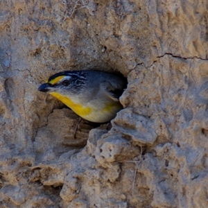 Pardalotus striatus at Chakola, NSW - 7 Nov 2015 02:02 PM